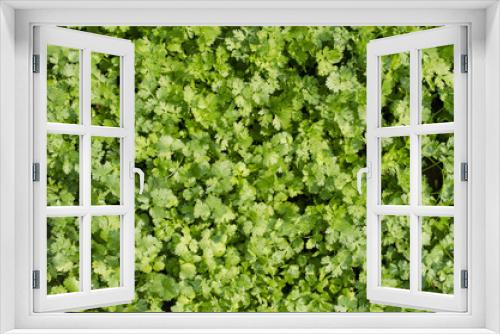 Fototapeta Naklejka Na Ścianę Okno 3D - The field of green coriander.