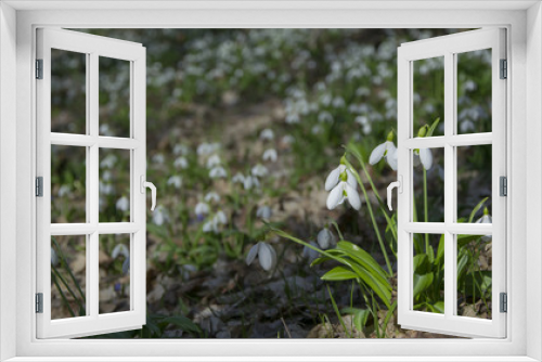 Fototapeta Naklejka Na Ścianę Okno 3D - Carpet of snowdrops Galanthus plicatus in spring forest