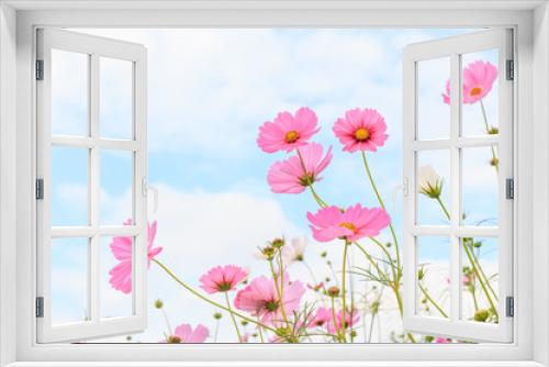 Fototapeta Naklejka Na Ścianę Okno 3D - Pink cosmos flowers.