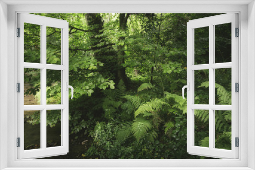 Fototapeta Naklejka Na Ścianę Okno 3D - ferns on forest ground