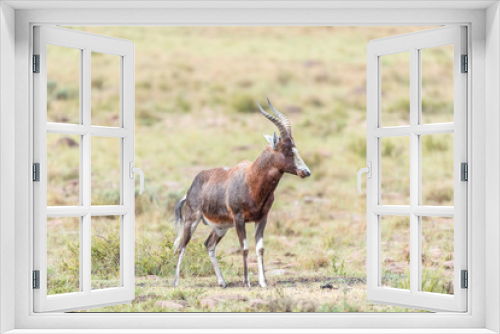 Fototapeta Naklejka Na Ścianę Okno 3D - Wet blesbok in the Mountain Zebra National Park