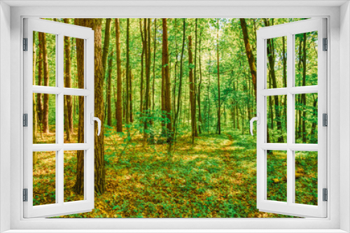 Fototapeta Naklejka Na Ścianę Okno 3D - Spring Green Deciduous Forest Woods. Spring Nature