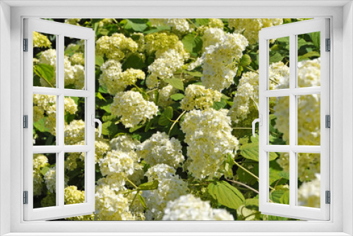 Fototapeta Naklejka Na Ścianę Okno 3D - White hydrangea