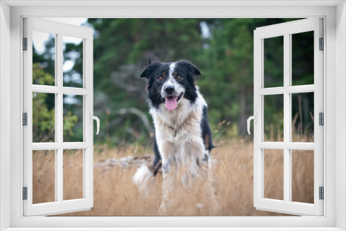 Fototapeta Naklejka Na Ścianę Okno 3D - bordercollie framifrån utomhus