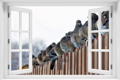 Fototapeta Naklejka Na Ścianę Okno 3D - Pigeons on the fence ruffled cold winter