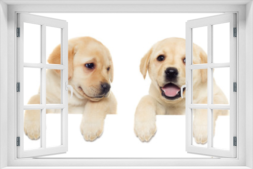 Fototapeta Naklejka Na Ścianę Okno 3D - labrador puppy, looking