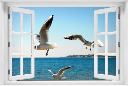 Fototapeta Naklejka Na Ścianę Okno 3D - Gulls in the Black Sea