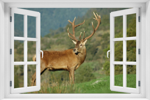 Fototapeta Naklejka Na Ścianę Okno 3D - 16-point stag