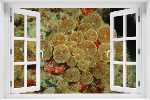 Fototapeta Naklejka Na Ścianę Okno 3D - Stone coral, Island Bali