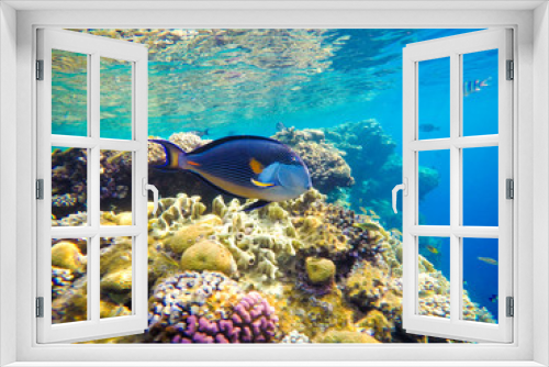 Fototapeta Naklejka Na Ścianę Okno 3D - Underwater world of the Red Sea in Egypt. Corals and fish