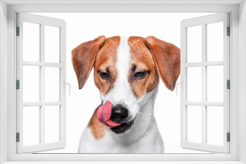 Fototapeta Naklejka Na Ścianę Okno 3D - Happy dog isolated