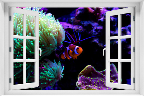 Fototapeta Naklejka Na Ścianę Okno 3D - Clownfish (Amphiprion ocellaris) in Green torch coral