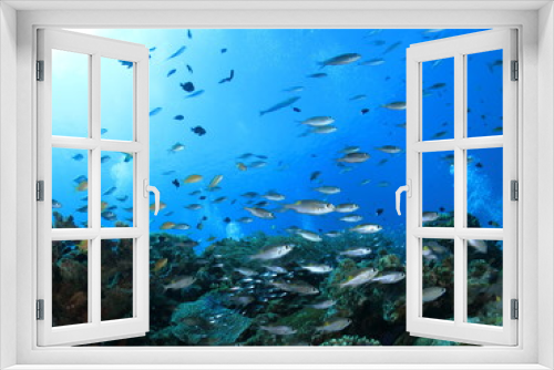 Fototapeta Naklejka Na Ścianę Okno 3D -  沖縄の海　小魚戯れるサンゴ礁 阿嘉島