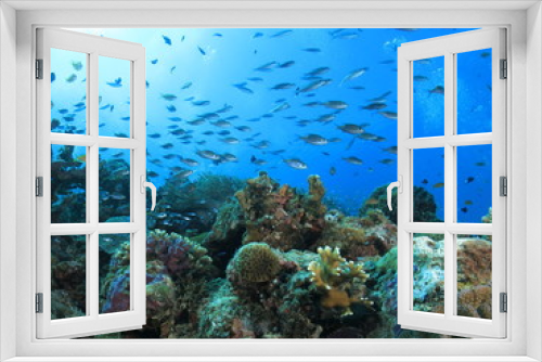 Fototapeta Naklejka Na Ścianę Okno 3D -  沖縄の海　小魚戯れるサンゴ礁 阿嘉島