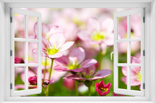 Fototapeta Naklejka Na Ścianę Okno 3D - Beautiful spring flowers,floral background,macro photography,sma