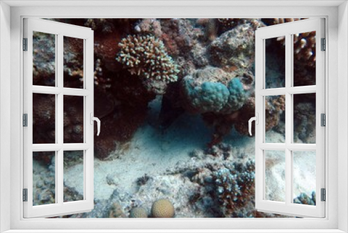 Fototapeta Naklejka Na Ścianę Okno 3D - Unterwasser