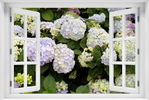 Fototapeta Naklejka Na Ścianę Okno 3D - Flowers in garden