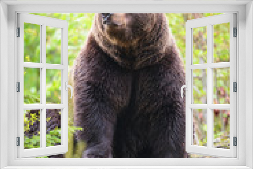 Fototapeta Naklejka Na Ścianę Okno 3D - Brown bear (Ursus arctos)