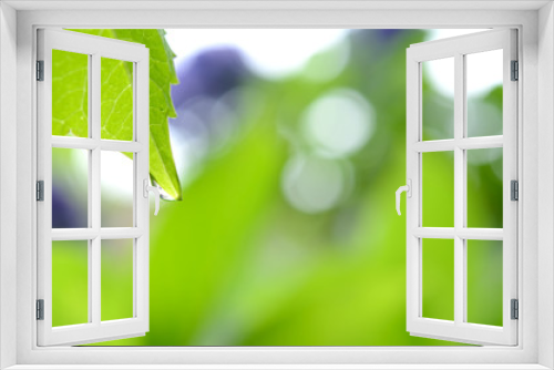 Fototapeta Naklejka Na Ścianę Okno 3D - 紫陽花の葉と雫
