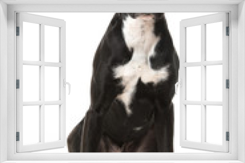 Fototapeta Naklejka Na Ścianę Okno 3D - Sitzender Mischlingshund