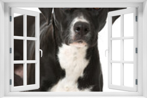 Fototapeta Naklejka Na Ścianę Okno 3D - Mischlingshund