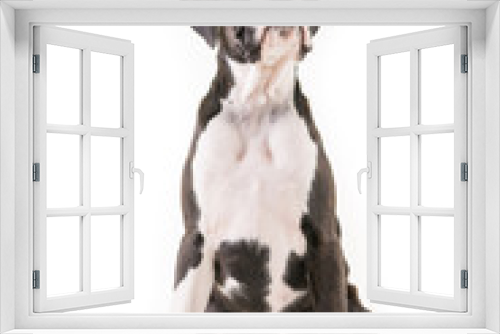 Fototapeta Naklejka Na Ścianę Okno 3D - German boxer puppy