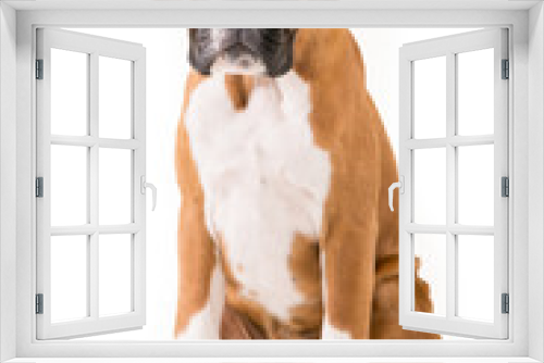 Fototapeta Naklejka Na Ścianę Okno 3D - German boxer puppy