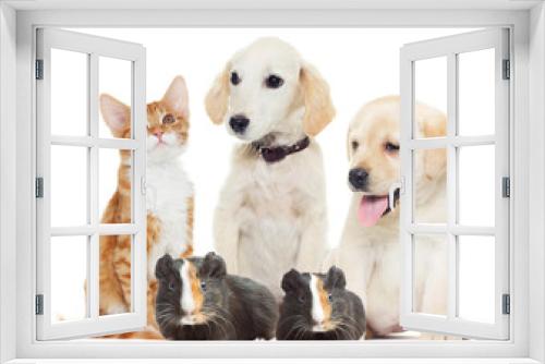 Fototapeta Naklejka Na Ścianę Okno 3D - Set pets