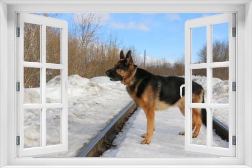 Fototapeta Naklejka Na Ścianę Okno 3D - German shepherd dog in winter day