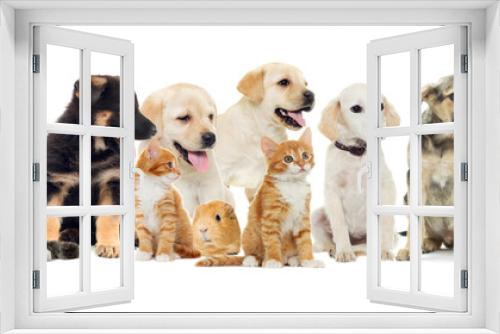 Fototapeta Naklejka Na Ścianę Okno 3D - group of pets