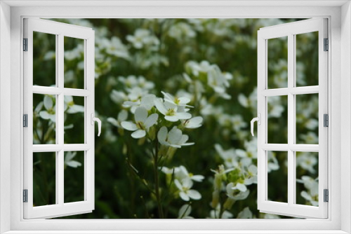 Fototapeta Naklejka Na Ścianę Okno 3D - Wiosenne kwiaty