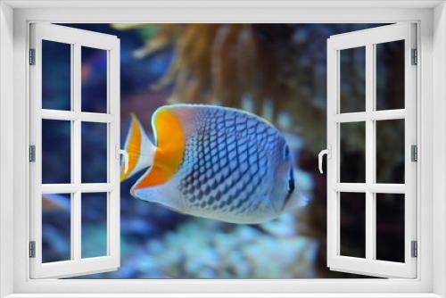 Fototapeta Naklejka Na Ścianę Okno 3D - poisson tropical