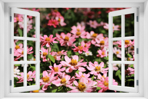 Fototapeta Naklejka Na Ścianę Okno 3D - Beautifull winter Flowers