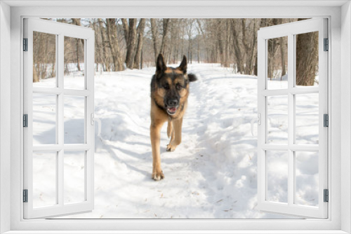Fototapeta Naklejka Na Ścianę Okno 3D - German shepherd dog on snow road 