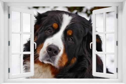 Fototapeta Naklejka Na Ścianę Okno 3D - Berner Sennenhund im Schnee