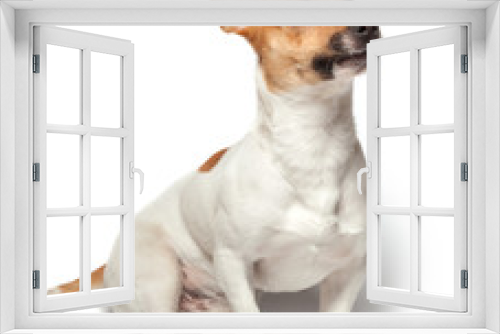 Fototapeta Naklejka Na Ścianę Okno 3D - Dogs puppy isolated on white background. Jack Russell Terrier
