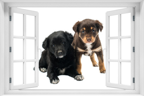 Fototapeta Naklejka Na Ścianę Okno 3D - Puppy isolated