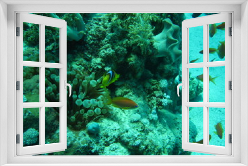 Fototapeta Naklejka Na Ścianę Okno 3D - The coral reef on the sand bottom. Underwater paradise for scuba diving, freediving. Red sea, Dahab, Egypt.