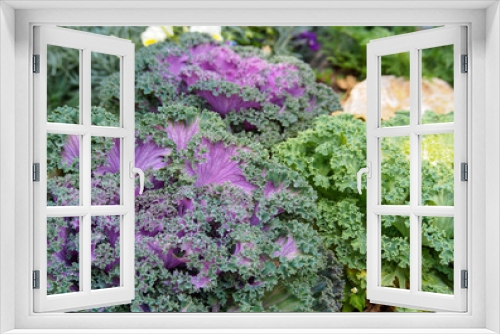 Fototapeta Naklejka Na Ścianę Okno 3D - Ornamental Fringe Mix Kale Garden
