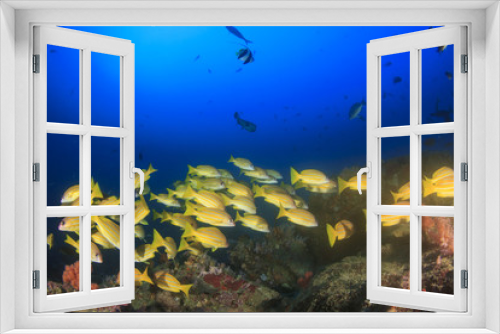Fototapeta Naklejka Na Ścianę Okno 3D - Fish schooling on underwater coral reef
