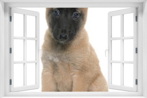 Fototapeta Naklejka Na Ścianę Okno 3D - puppy belgian shepherd malinois