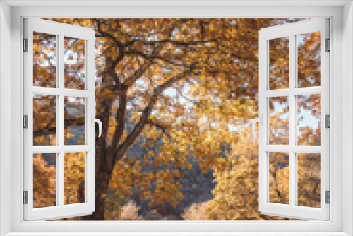 Fototapeta Naklejka Na Ścianę Okno 3D - Beautiful autumn trees with yellow leaves in the early morning in the South of Russia