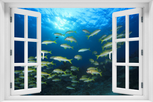Fototapeta Naklejka Na Ścianę Okno 3D - Fish schooling on underwater coral reef