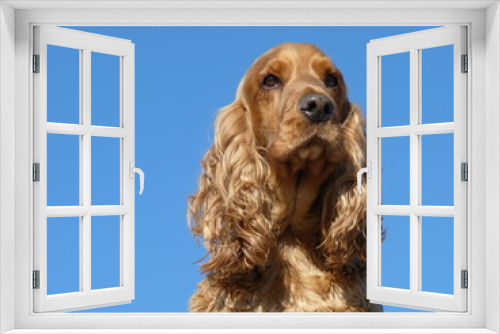 Fototapeta Naklejka Na Ścianę Okno 3D - chien cocker spaniel
