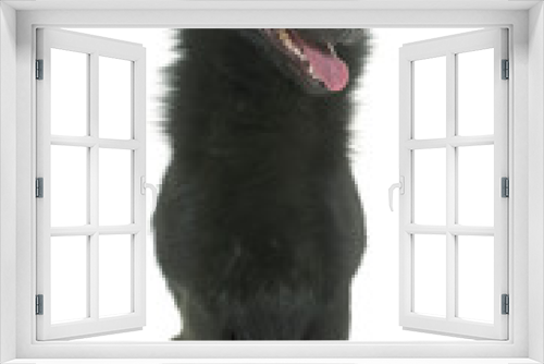 Fototapeta Naklejka Na Ścianę Okno 3D - young Schipperke dog
