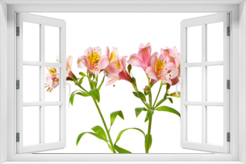 Fototapeta Naklejka Na Ścianę Okno 3D - Colourful lilies isolated on the white background