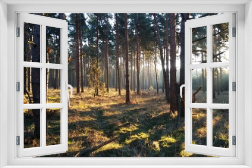 Fototapeta Naklejka Na Ścianę Okno 3D - Licht und Schatten im Wald