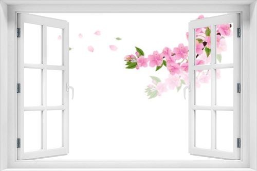 Fototapeta Naklejka Na Ścianę Okno 3D - Sakura flowers background. cherry blossom isolated white backgro