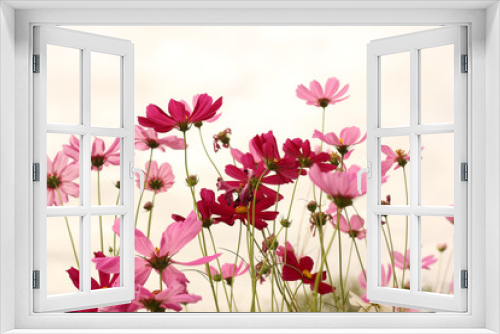 Fototapeta Naklejka Na Ścianę Okno 3D - Sweet cosmos flower fields background, Pink cosmos on pink sky.