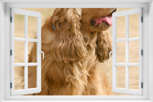 Fototapeta Naklejka Na Ścianę Okno 3D -  English Cocker Spaniel dog